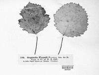 Mycosphaerella populi image